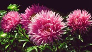 紫苑菊花朵图片下载