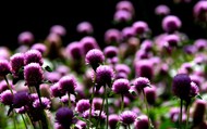 紫色苋菜花观赏精美图片