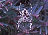 知网的毒蜘蛛高清图片