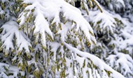 冬天森林树木雪景精美图片