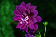 大丽花紫色花朵高清图片