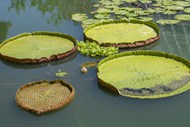 池塘绿色莲蓬高清图片