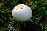 草地白色蘑菇苞图片下载