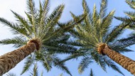 绿色棕榈树树木图片下载