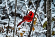 冬季红衣教主精美图片