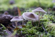 地面漂亮白蘑菇精美图片