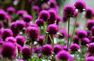 紫色观赏花图片大全