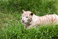 草丛白色孟加拉虎高清图片