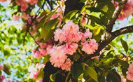 春天粉色樱花盛开高清图片