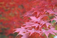 秋天红色枫叶摄片高清图片