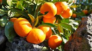 成熟橘子丰收高清图片