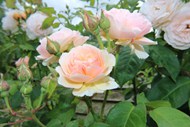 花园盛开玫瑰花朵图片下载