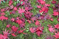 秋天地面红色落叶精美图片