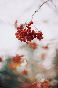 树枝上的红浆果精美图片
