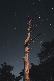 夜间森林中的枯树精美图片