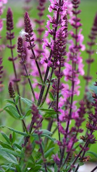 盛开的紫色花朵图片下载