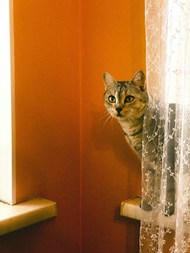 站在窗帘后面的小猫精美图片