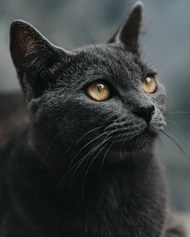 黑猫头像特写图片大全