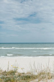 沙滩上的小草高清图片