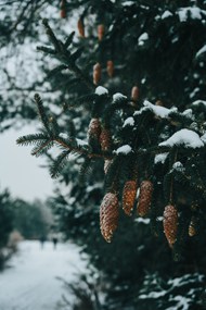 冬季冷杉树图片大全