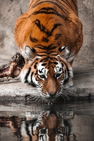 喝水的老虎高清图片