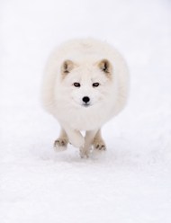 雪地白色雪狐高清图片