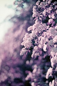 紫色花卉非主流图片大全