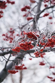 冬季树上红浆果精美图片
