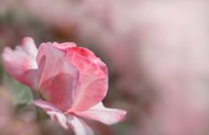 淡雅粉色月季玫瑰花精美图片
