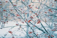 冬季雾凇植物风景精美图片