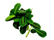 多年生绿色植物精美图片