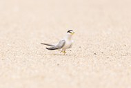 沙滩海鸟精美图片