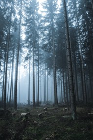 雾气朦胧树林图片大全