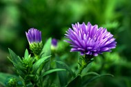 紫色翠菊花朵写真精美图片
