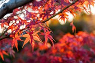 秋季唯美枫树叶风景精美图片