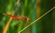 红蜻蜓微距写真图片