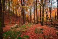 秋天树林落叶风景图片大全
