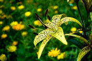 盛开百合花近景写真高清图片