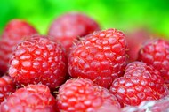 诱人红山莓高清图片