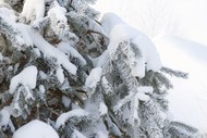 冬季树木积雪图片大全