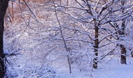 冬季树林积雪景观图片大全