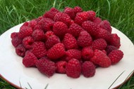 成熟野草莓浆果高清图片