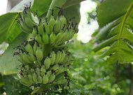 香蕉树上绿色香蕉串图片下载