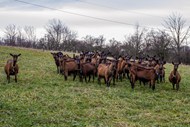 草地放牧羊群图片