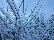 冬季树枝上的积雪图片下载