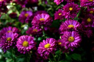 花园紫色菊花开放图片下载