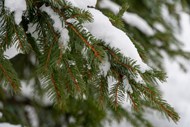 冬季松树积雪景观精美图片