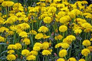 春天黄色菊花盛开精美图片