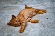 躺在地上的橙色虎斑猫图片大全