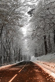 冬季唯美树林雾凇风景高清图片